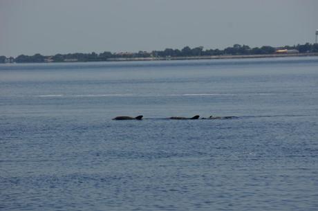 Three dolphins on the Bay