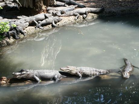 Little gators sitting on a log