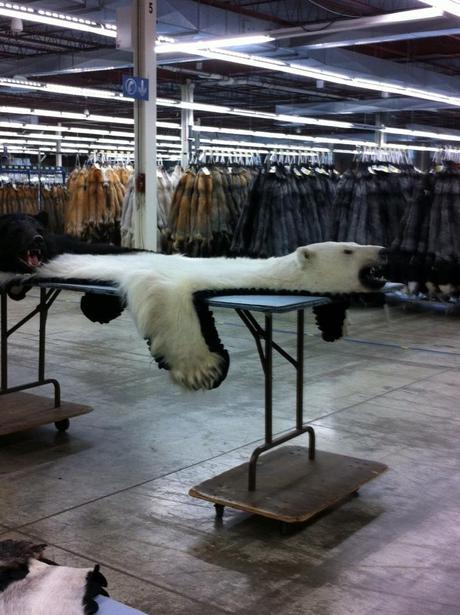 Photos from Inside a Recent ALF Target in Wisconsin NAFA3