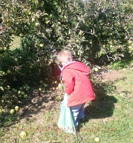 New England Living Apple picking