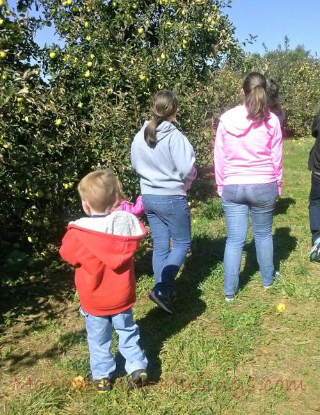 New England Living Apple picking