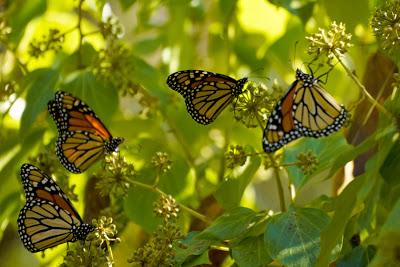 MONARCH BUTTERFLIES at the Ellwood Butterfly Grove, Goleta, CA