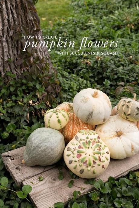 Decorate pumpkins with succulents