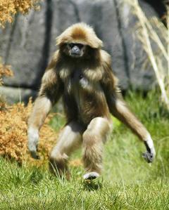 Bigfoot News October 14, 2013 Some say that Orang Pendeks are just misidentified gibbons, but I doubt if this is true. There are gibbons that live in the area also, but villagers insist that the two are different creatures.