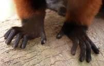 Bigfoot News October 14, 2013 lemur claw