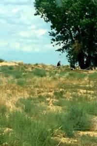 Bigfoot News October 14, 2013 The real photo from Brenda Harris, probably from the Navajo Reservation.