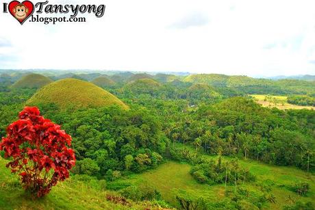 “Chocolate Hills” in Carmen Bohol melts after the 7.2 Magnitude Earthquakes.