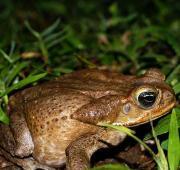 Marine Toad Marine Toad