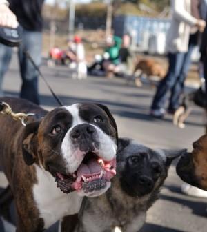 Dog as Social Creatures: Dog Interaction dog interaction