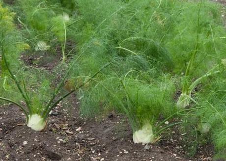 Fennel at Wiveton Hall