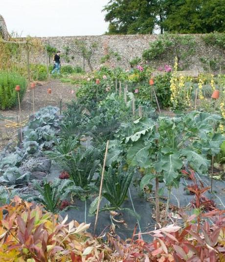 Kale and cabbages in Wiveton Hall Kitchen Garden