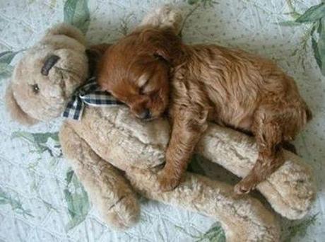 Introducing Your Adult Dog to a New Puppy dog and toy