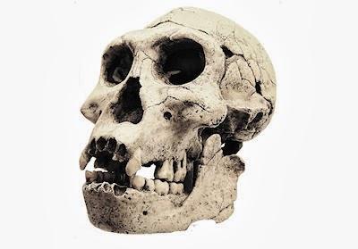 How One Skull May Unite The Early Human Family Tree