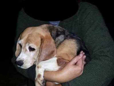 200 Beagles Liberated! Historic Night in Brazil beagles3