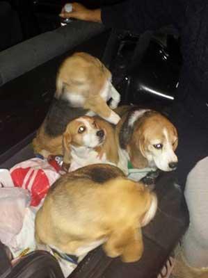 200 Beagles Liberated! Historic Night in Brazil beagles2