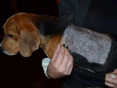 200 Beagles Liberated! Historic Night in Brazil beagles4