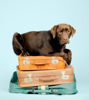 traveling dog