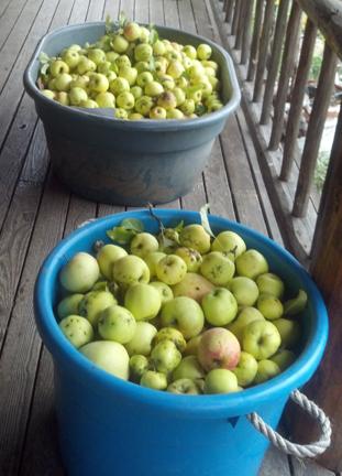 Apple picking bounty from their apple trees