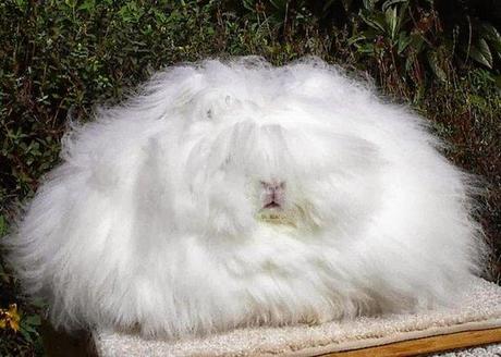 fluffiest-bunny-3