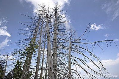 Pining for the dying http://thumbs.dreamstime.com/