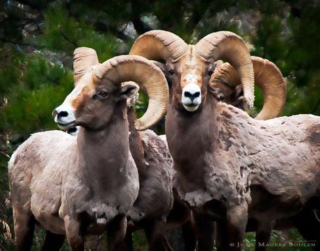 Rocky Mountain Bighorn Sheep Band of Brothers, Animal Photography, Colorado