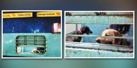 dog's convenient travel by Mangalore Express; dog's day for passengers