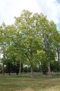Platanus x acerifolia park tree (17/09/2011, London)