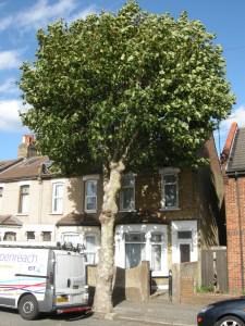Platanus x acerifolia street tree (12/09/2011, London)