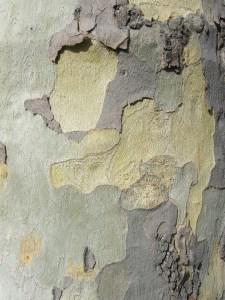 Platanus x acerifolia bark (12/09/2011, London)
