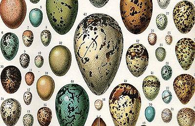 The Purpose Of Bird-Egg Coloration