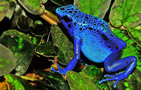Most Poisonous Frogs on Earth