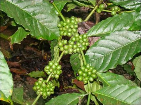 Coffee Planation in Coorg