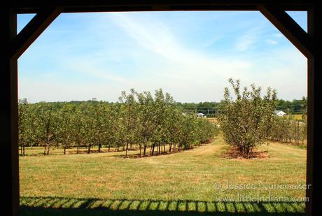 Highland Orchard: Greensburg, Indiana View