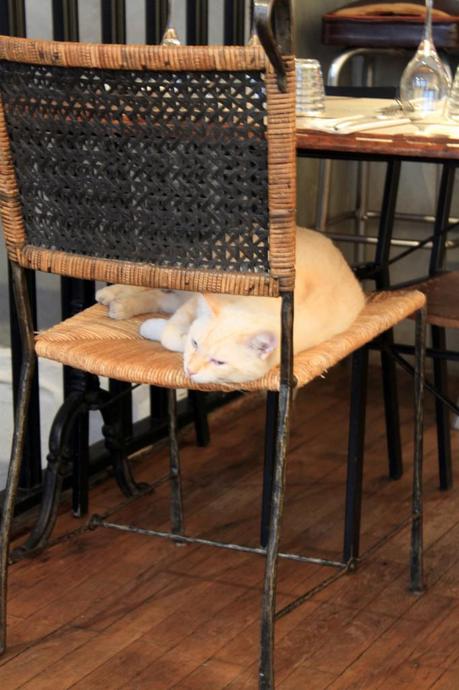 cat An American Girl in Paris