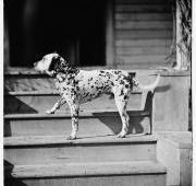 Dalmation Dalmation