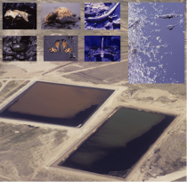 Fig1 All that glitters is not gold – ecological traps