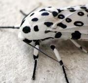 Insect Insect
