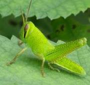 Insect Insect
