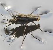 Insect Insect