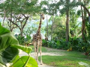 It’s One of the Best! The Singapore Zoo