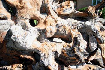 Oldest tree in North America Bristlecone Pine may be 2,000 years old