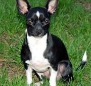 Chihuahua Chihuahua