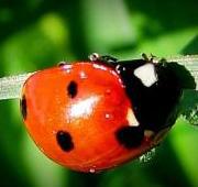 Ladybird Ladybird