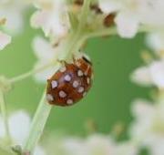 Ladybird Ladybird