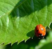 Ladybird Ladybird