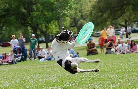 Frisbee Dogs Champions