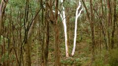 Little left to lose: deforestation history of Australia