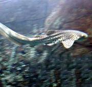Zebra Shark Zebra Shark