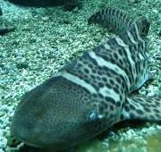 Zebra Shark Zebra Shark