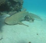 Zebra Shark Zebra Shark